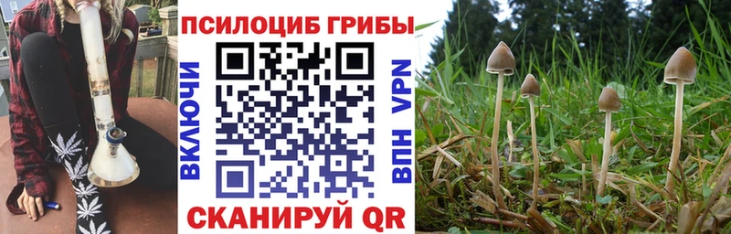 Псилоцибиновые грибы Cubensis  mega онион  Мглин 